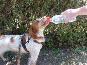 trinkflasche