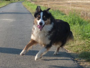Coda-1